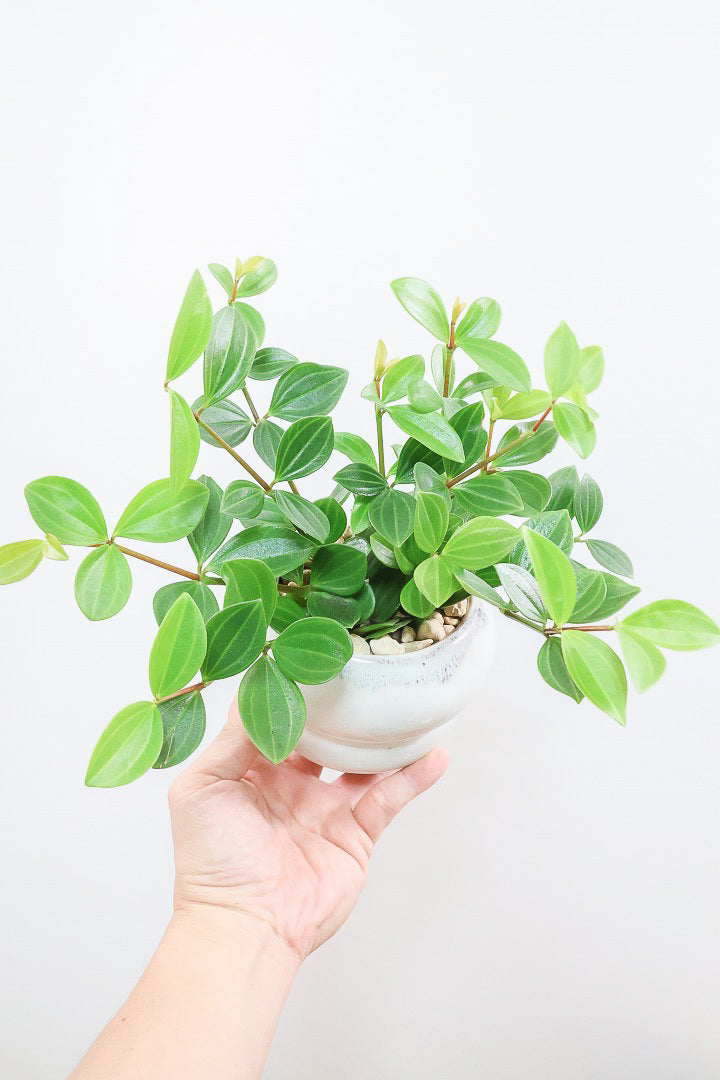 【ペペロミア フォレット】愛知県の冨永さんのオリジナル品種！ペペロミアの中でも育てやすい品種なんです！