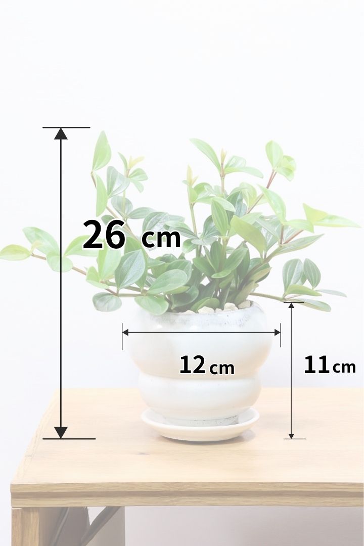 【ペペロミア フォレット】愛知県の冨永さんのオリジナル品種！ペペロミアの中でも育てやすい品種なんです！