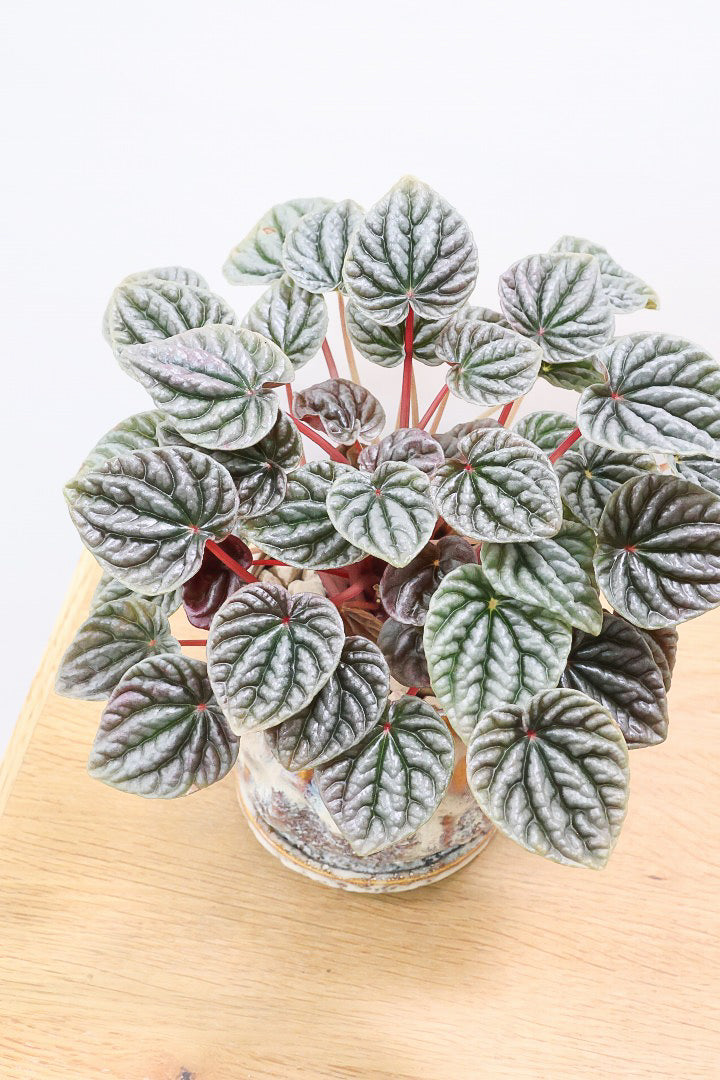 【ペペロミア カペラータ】少しシックな大人色。愛知県のペペロミア職人の冨永さんが手がけました！