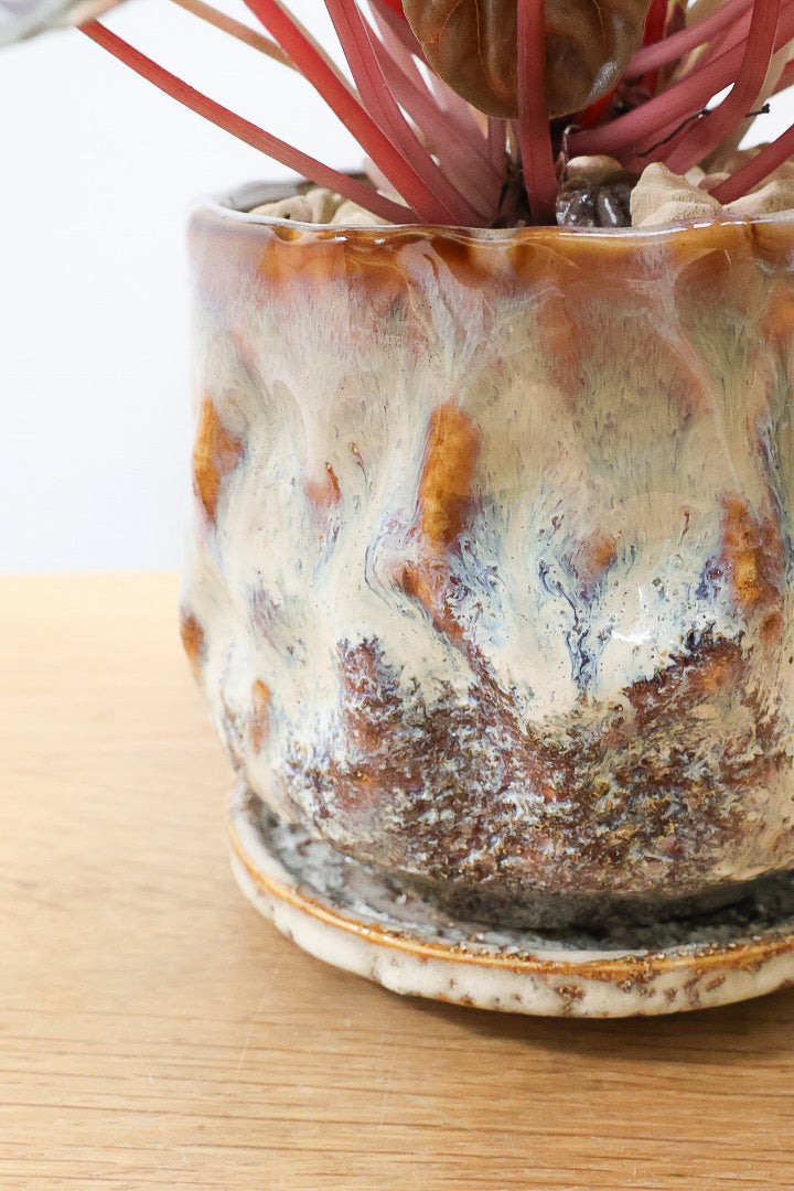 【ペペロミア カペラータ】少しシックな大人色。愛知県のペペロミア職人の冨永さんが手がけました！