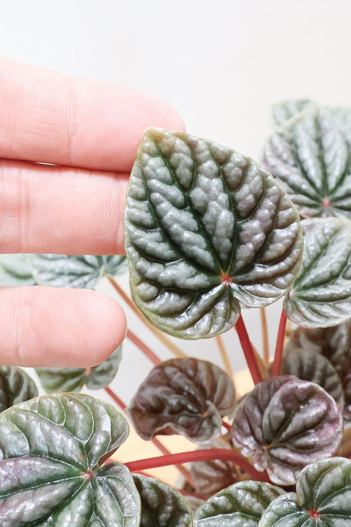 【ペペロミア カペラータ】少しシックな大人色。愛知県のペペロミア職人の冨永さんが手がけました！