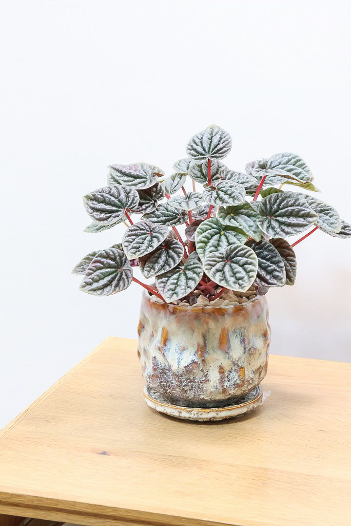 【ペペロミア カペラータ】少しシックな大人色。愛知県のペペロミア職人の冨永さんが手がけました！