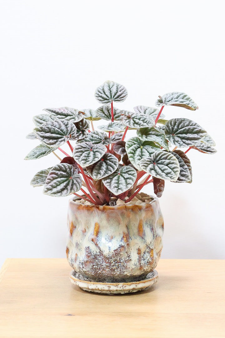 【ペペロミア カペラータ】少しシックな大人色。愛知県のペペロミア職人の冨永さんが手がけました！