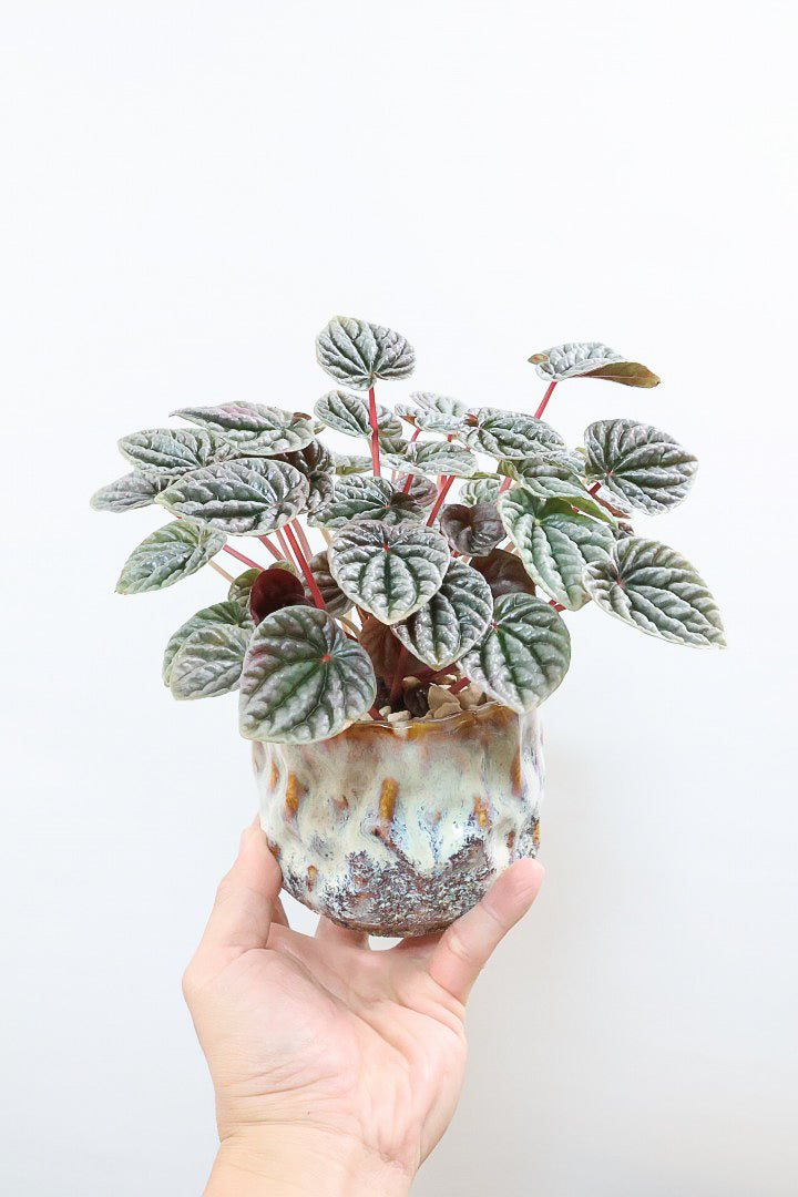 ペペロミア カペラータIV60806| 観葉植物の通信販売 | APEGO(アペーゴ)