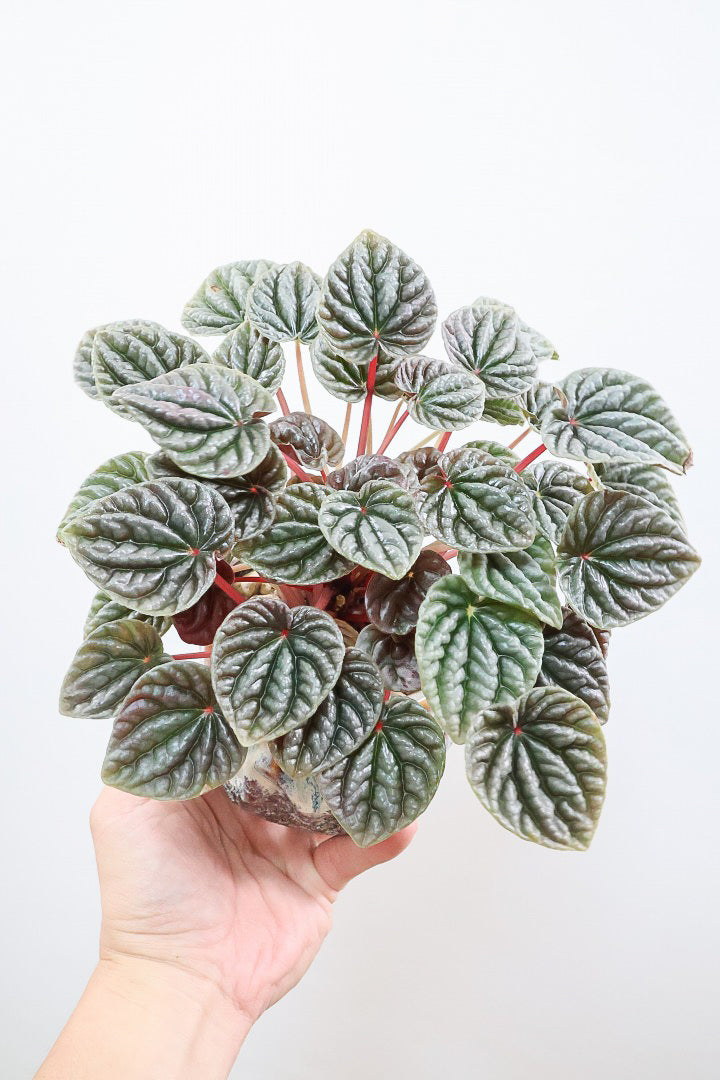 【ペペロミア カペラータ】少しシックな大人色。愛知県のペペロミア職人の冨永さんが手がけました！