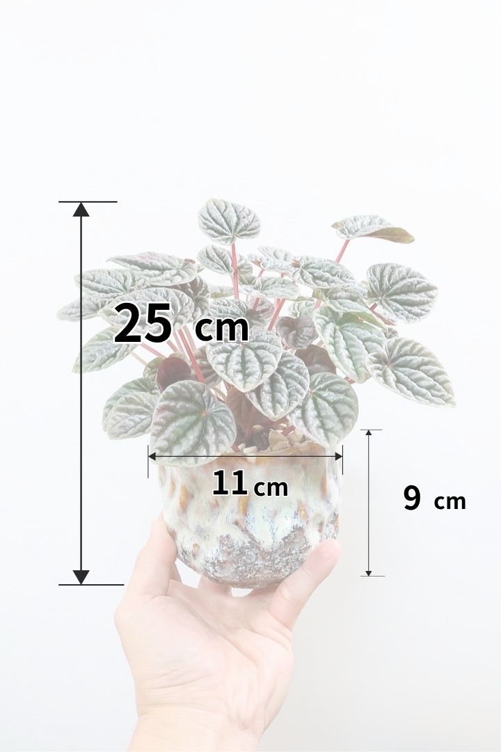 【ペペロミア カペラータ】少しシックな大人色。愛知県のペペロミア職人の冨永さんが手がけました！