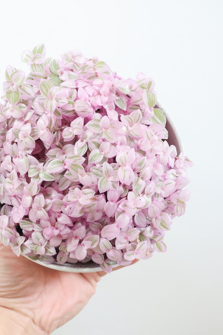 【カリシア ロザート】APEGO初入荷！目が覚めるような色！ここまできれいに発色しているものは珍しいのではないでしょうか！