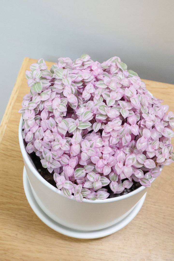 【カリシア ロザート】APEGO初入荷！目が覚めるような色！ここまできれいに発色しているものは珍しいのではないでしょうか！