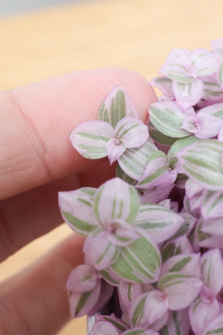 【カリシア ロザート】APEGO初入荷！目が覚めるような色！ここまできれいに発色しているものは珍しいのではないでしょうか！