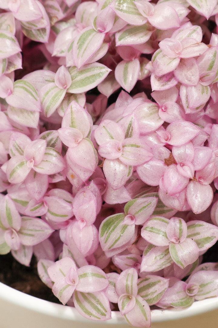 【カリシア ロザート】APEGO初入荷！目が覚めるような色！ここまできれいに発色しているものは珍しいのではないでしょうか！