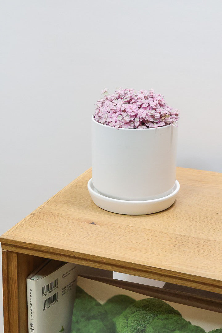 【カリシア ロザート】APEGO初入荷！目が覚めるような色！ここまできれいに発色しているものは珍しいのではないでしょうか！