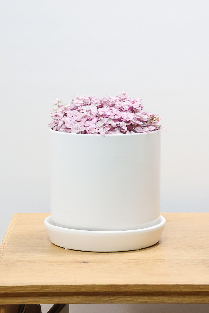 【カリシア ロザート】APEGO初入荷！目が覚めるような色！ここまできれいに発色しているものは珍しいのではないでしょうか！