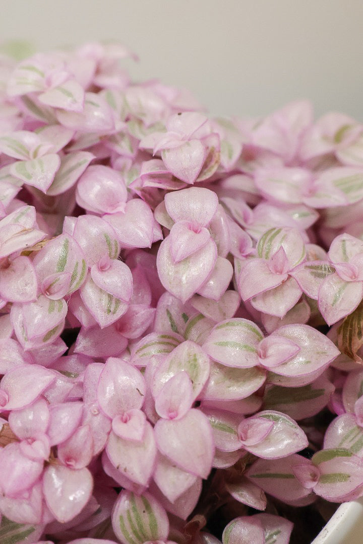 【カリシア ロザート】APEGO初入荷！目が覚めるような色！ここまできれいに発色しているものは珍しいのではないでしょうか！