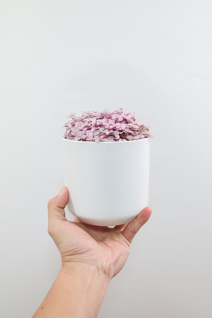 【カリシア ロザート】APEGO初入荷！目が覚めるような色！ここまできれいに発色しているものは珍しいのではないでしょうか！