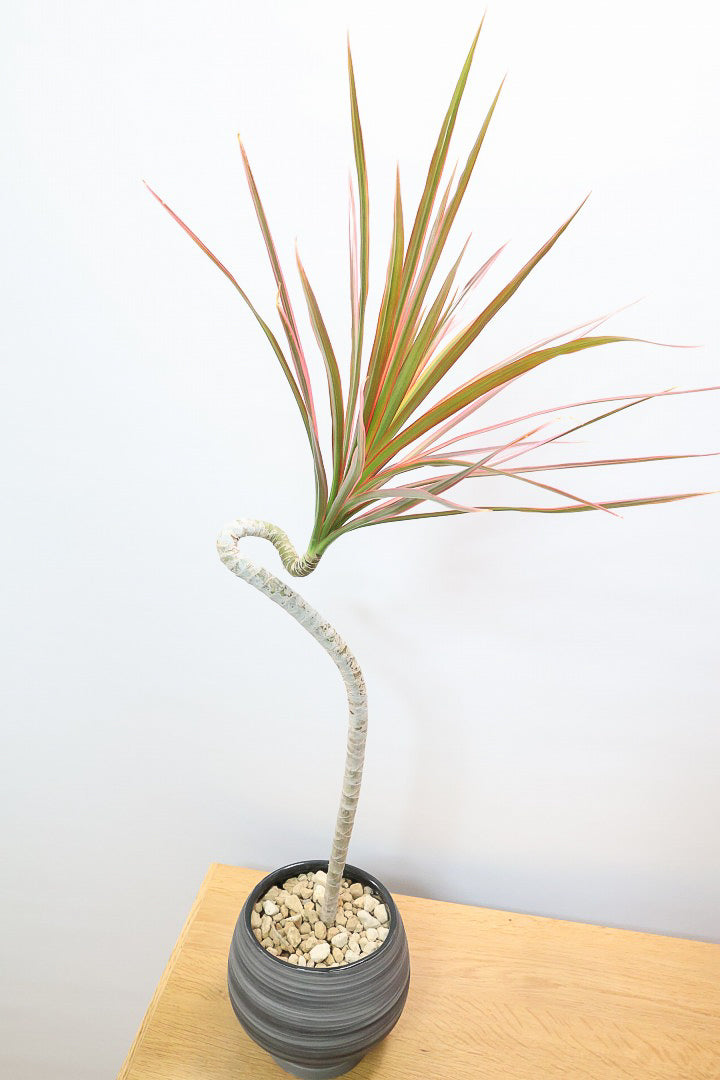 【コンシンネ レインボー】ちょっと大きめサイズ！真っ赤な葉色がとても美しい人気種です！