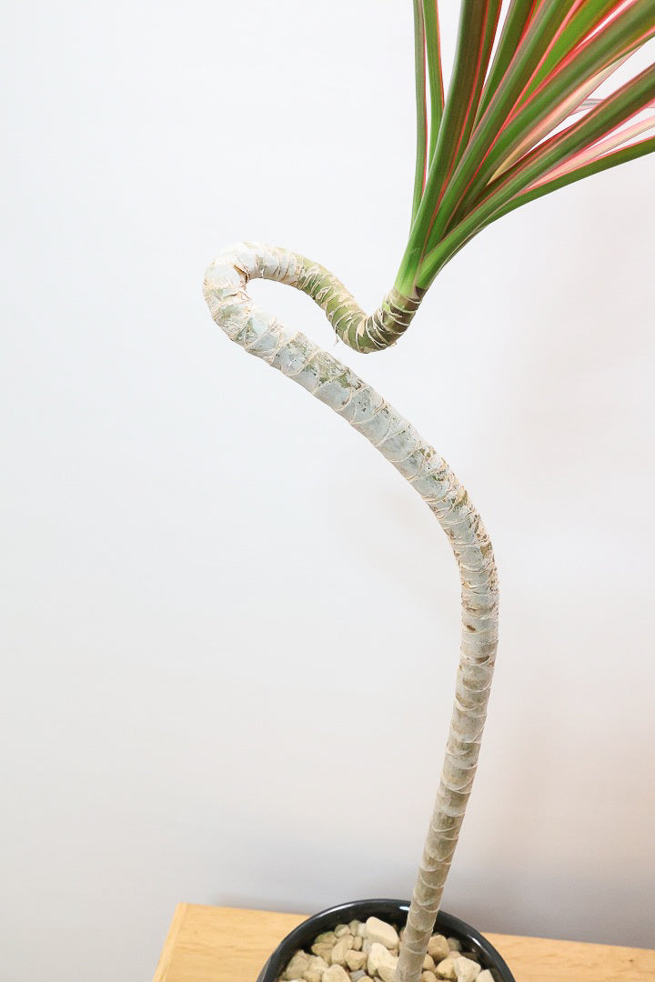 【コンシンネ レインボー】ちょっと大きめサイズ！真っ赤な葉色がとても美しい人気種です！