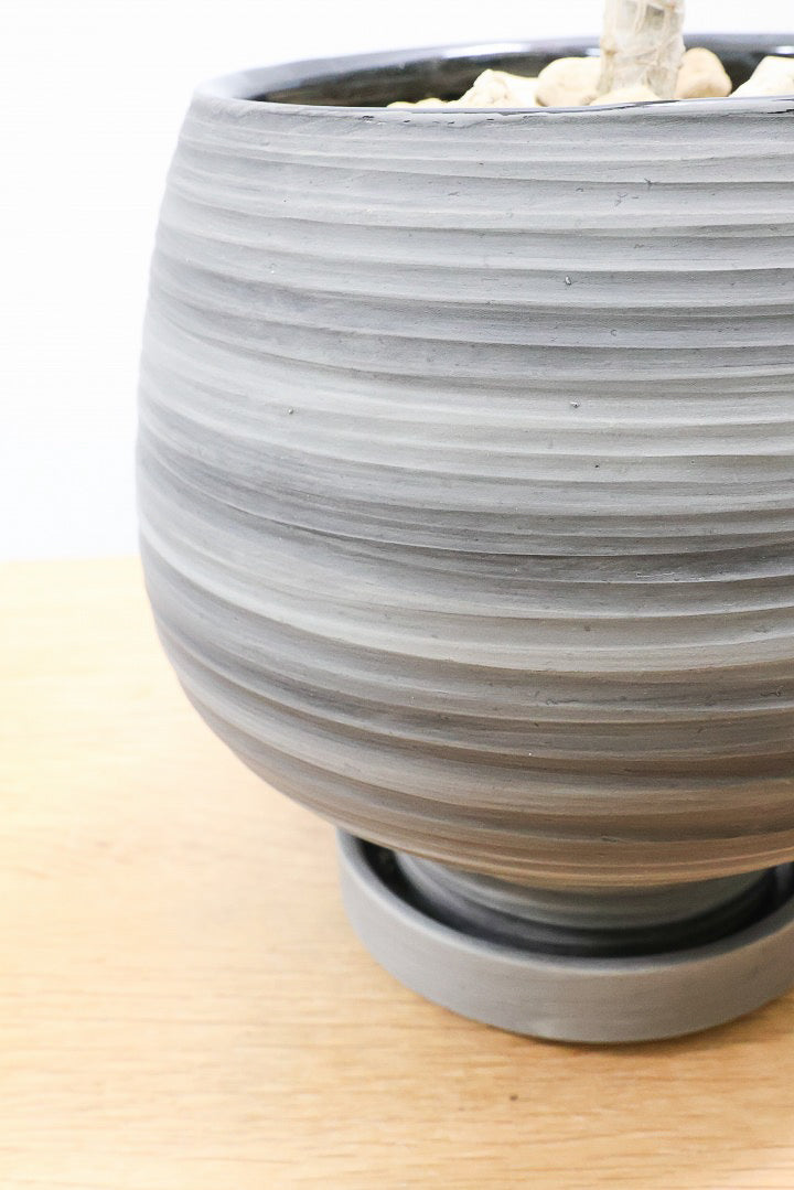 【コンシンネ レインボー】ちょっと大きめサイズ！真っ赤な葉色がとても美しい人気種です！