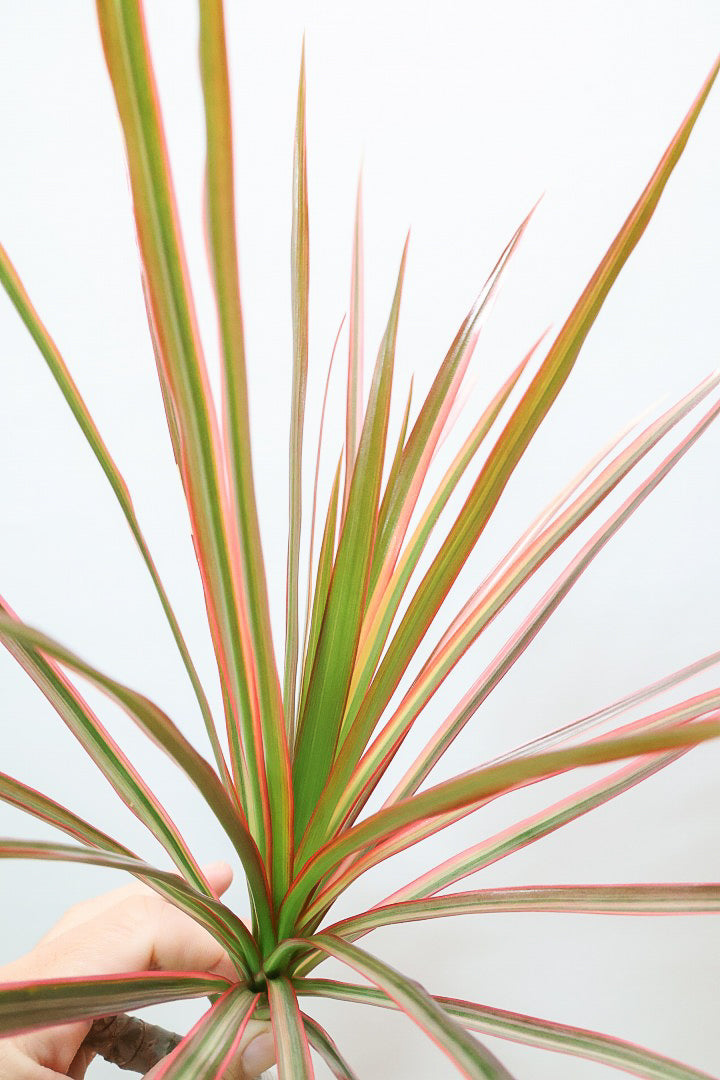 【コンシンネ レインボー】ちょっと大きめサイズ！真っ赤な葉色がとても美しい人気種です！