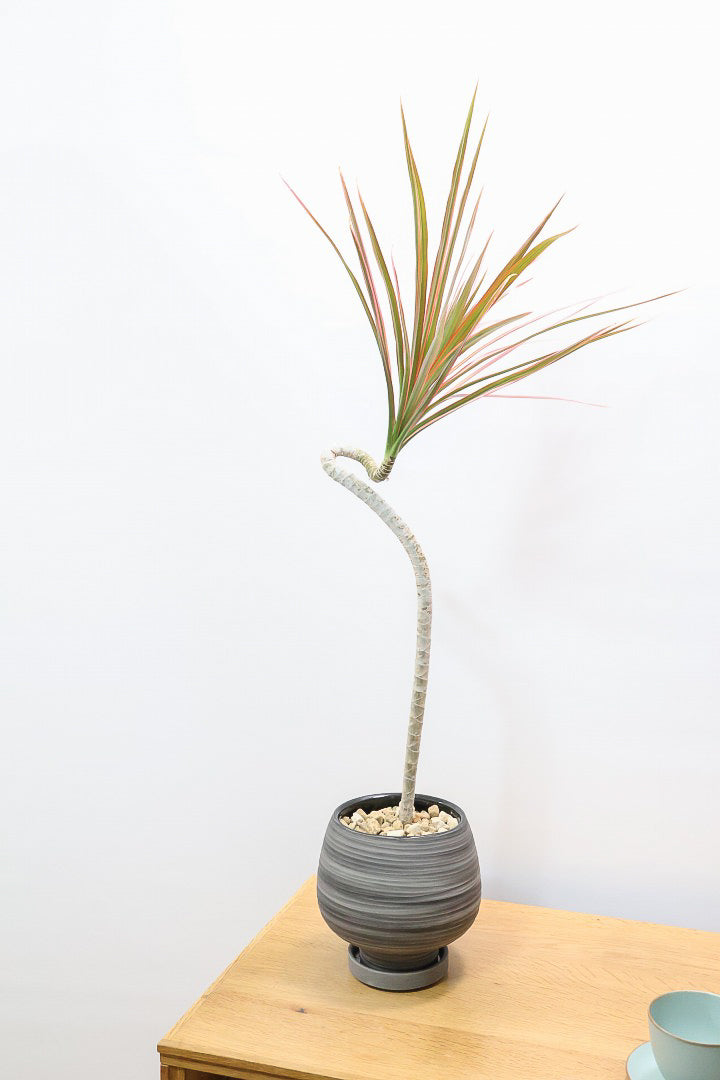 【コンシンネ レインボー】ちょっと大きめサイズ！真っ赤な葉色がとても美しい人気種です！