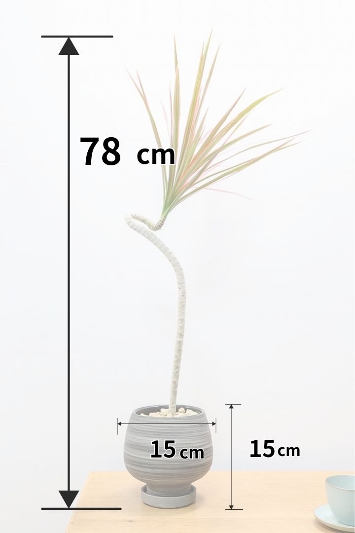 【コンシンネ レインボー】ちょっと大きめサイズ！真っ赤な葉色がとても美しい人気種です！