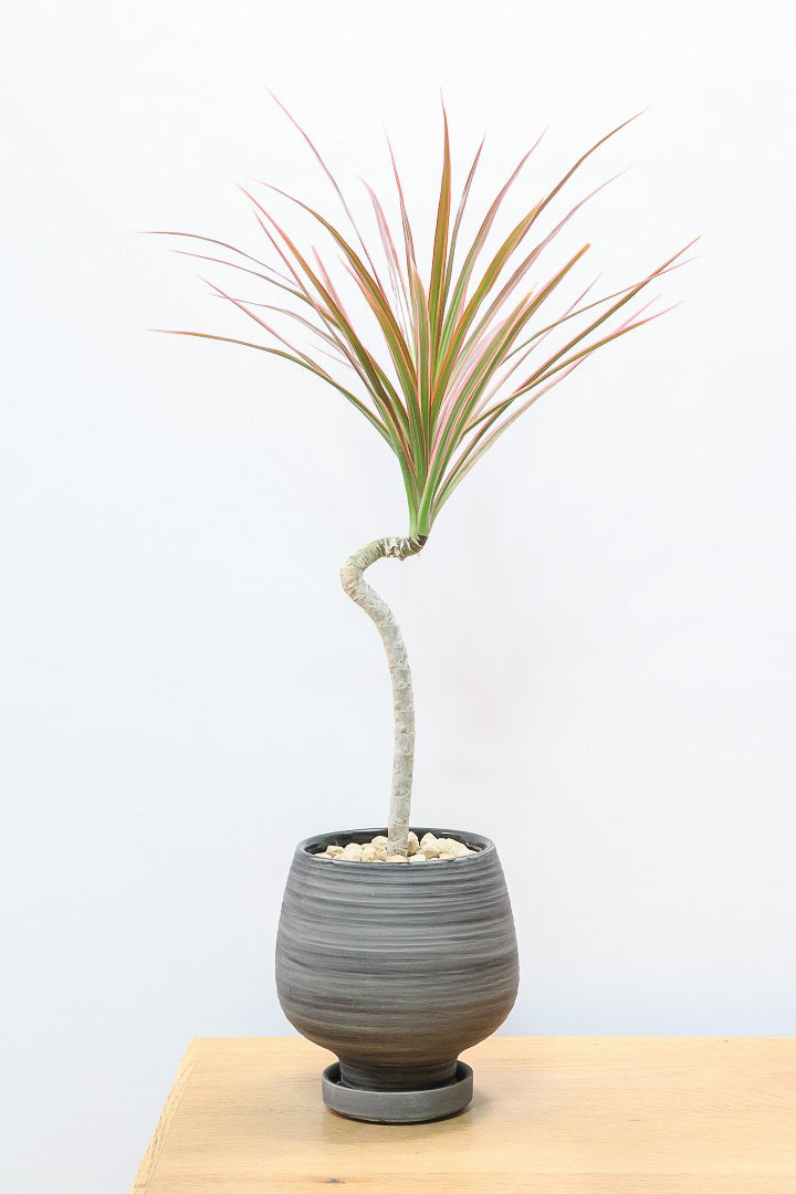 【コンシンネ レインボー】かわいいサイズ！真っ赤な葉色がとても美しい人気種です！