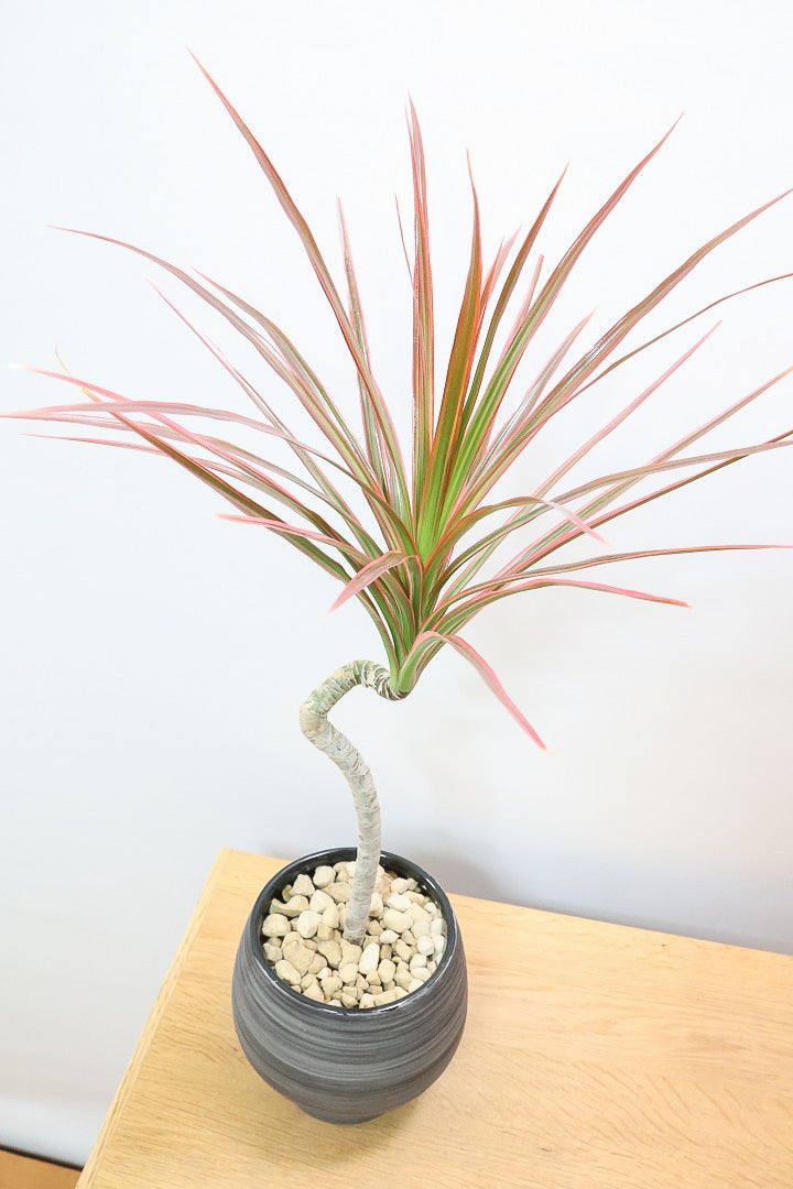 【コンシンネ レインボー】かわいいサイズ！真っ赤な葉色がとても美しい人気種です！