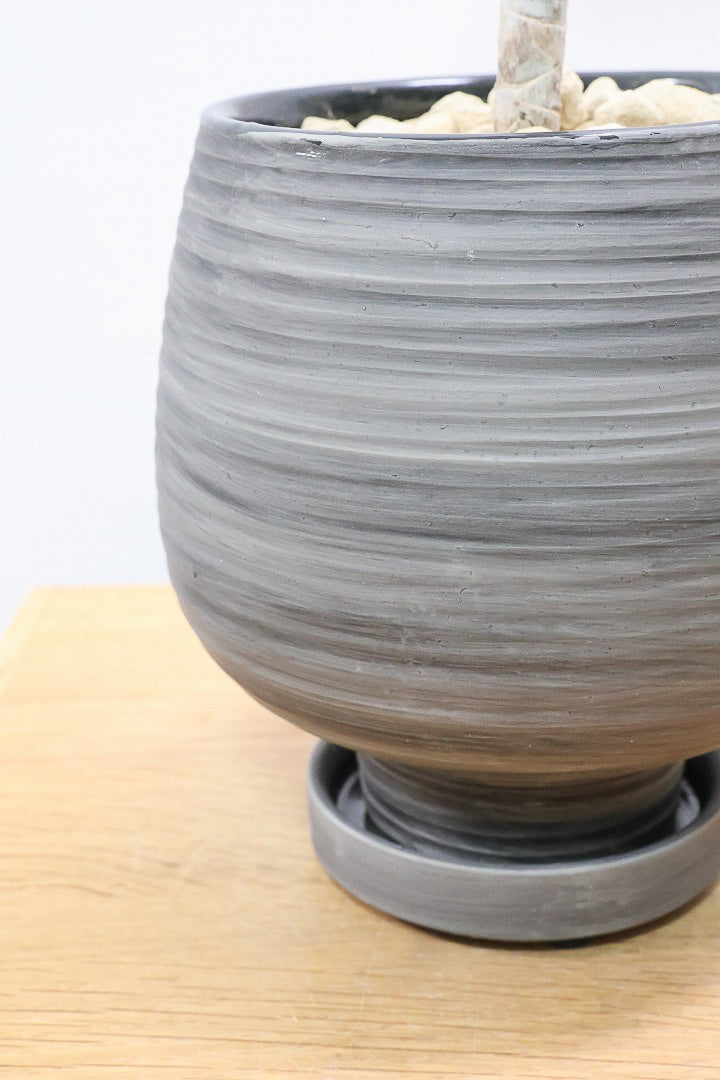 【コンシンネ レインボー】かわいいサイズ！真っ赤な葉色がとても美しい人気種です！