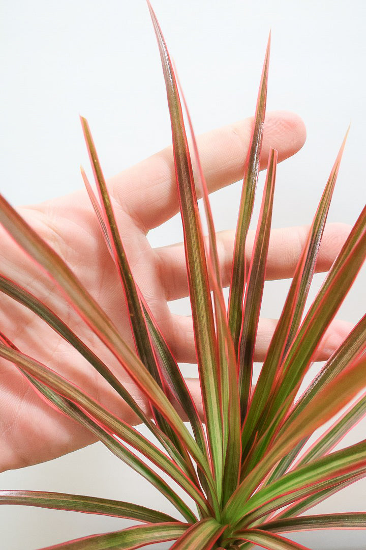 【コンシンネ レインボー】かわいいサイズ！真っ赤な葉色がとても美しい人気種です！