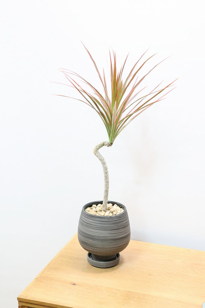 【コンシンネ レインボー】かわいいサイズ！真っ赤な葉色がとても美しい人気種です！