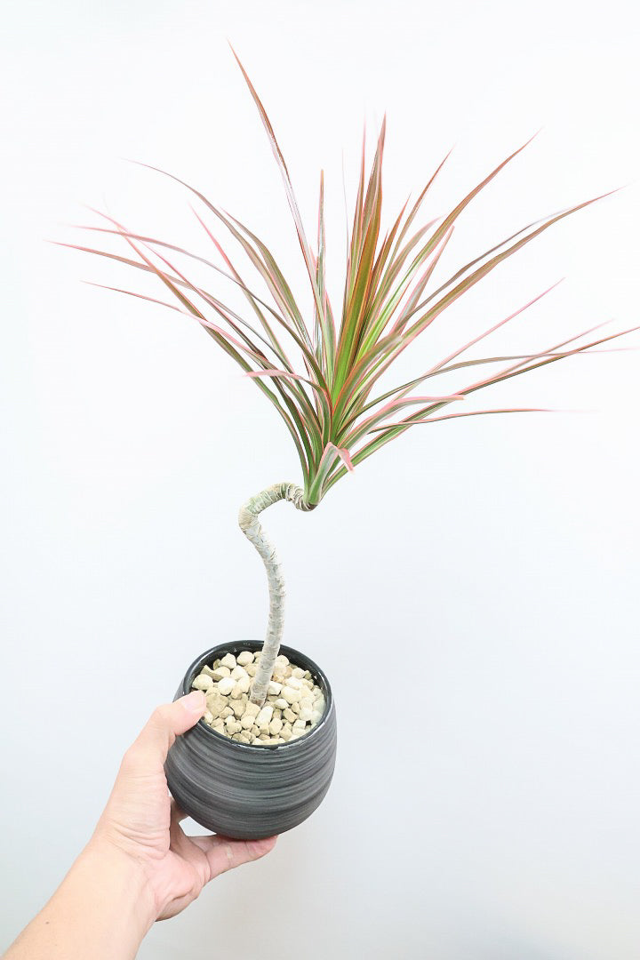 【コンシンネ レインボー】かわいいサイズ！真っ赤な葉色がとても美しい人気種です！