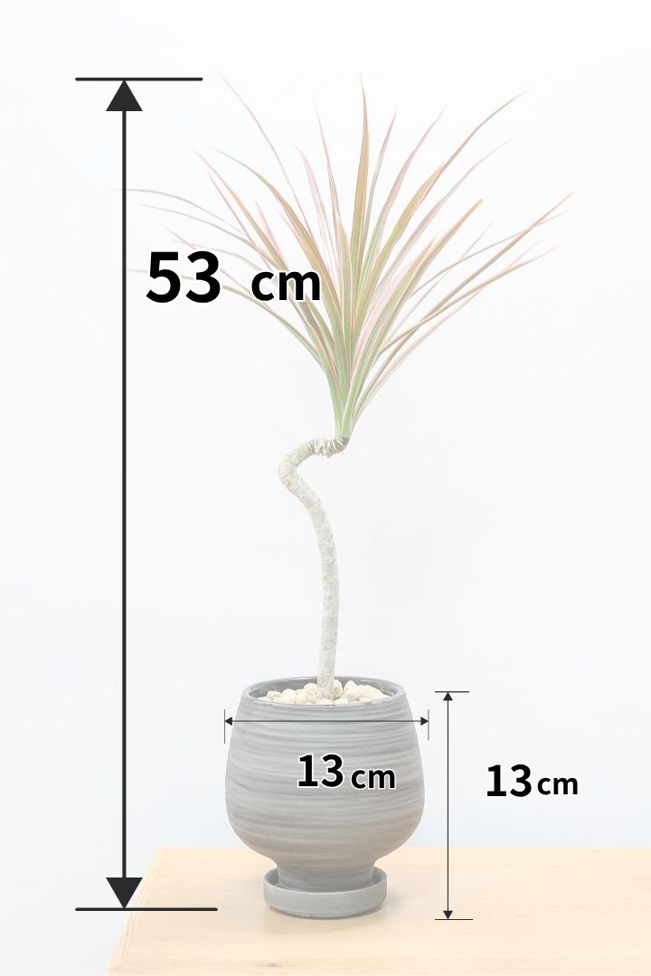 【コンシンネ レインボー】かわいいサイズ！真っ赤な葉色がとても美しい人気種です！