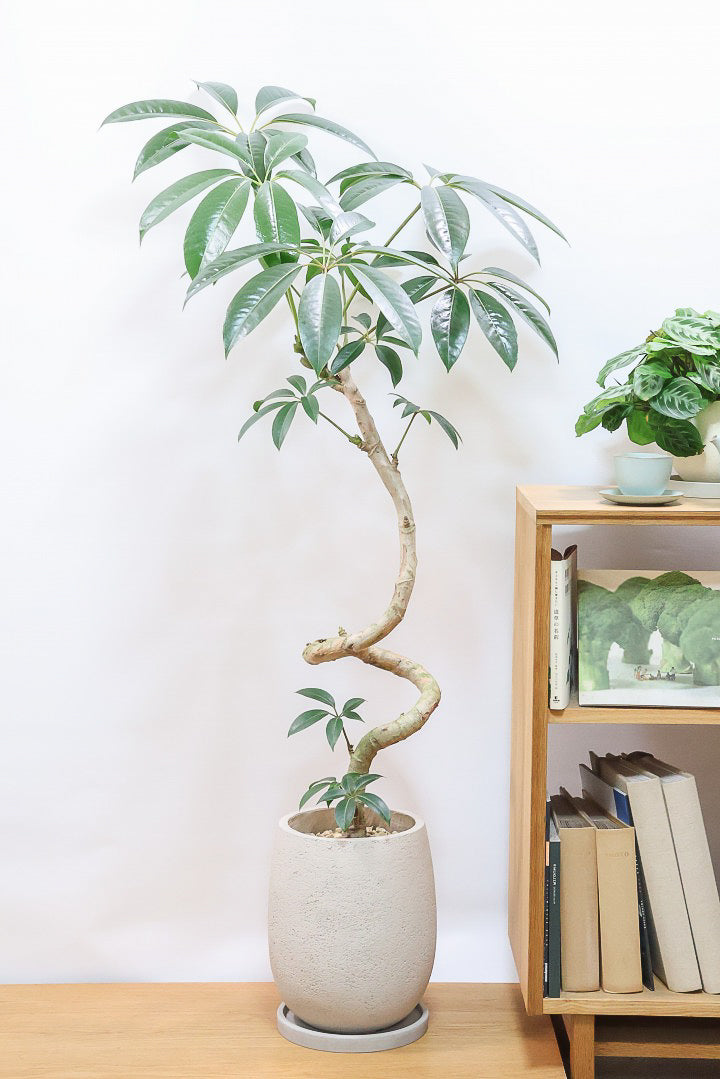 【チュピタンサス】スタイリッシュなPOT！沖縄で育てられた存在感のある樹形！この樹形はなかなか出会えませんよ！