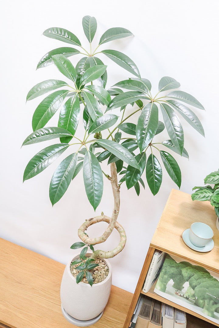 【チュピタンサス】スタイリッシュなPOT！沖縄で育てられた存在感のある樹形！この樹形はなかなか出会えませんよ！