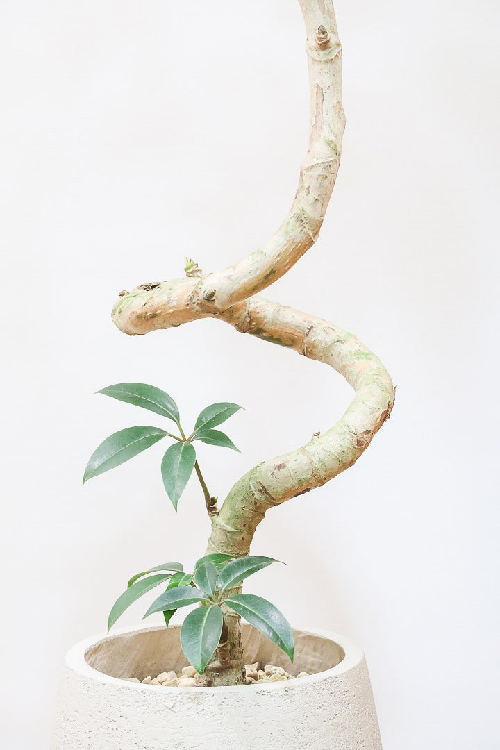 【チュピタンサス】スタイリッシュなPOT！沖縄で育てられた存在感のある樹形！この樹形はなかなか出会えませんよ！