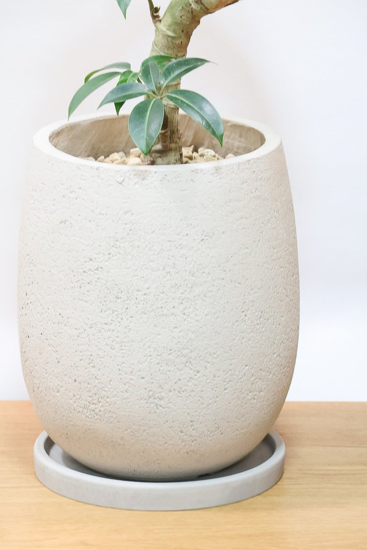 【チュピタンサス】スタイリッシュなPOT！沖縄で育てられた存在感のある樹形！この樹形はなかなか出会えませんよ！