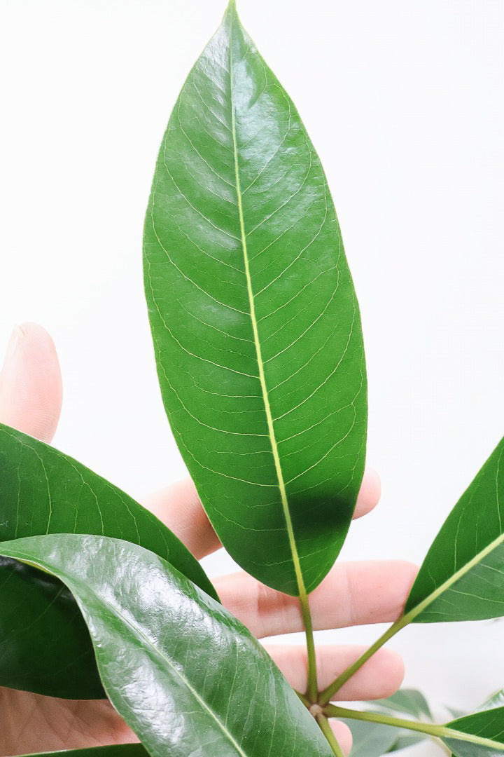 【チュピタンサス】スタイリッシュなPOT！沖縄で育てられた存在感のある樹形！この樹形はなかなか出会えませんよ！