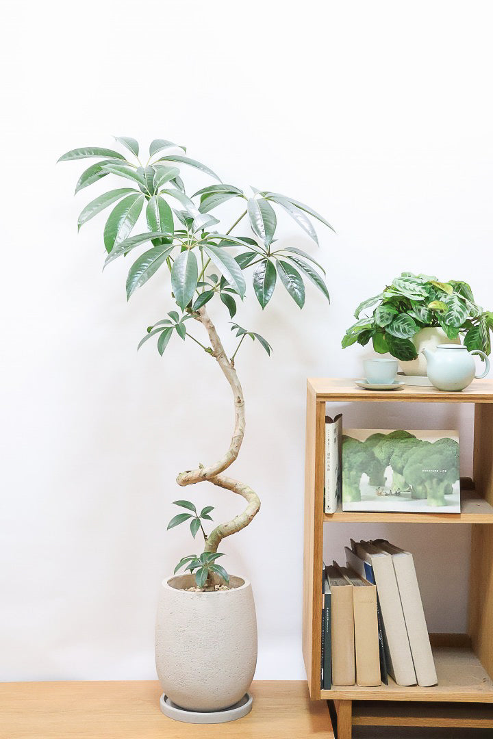 【チュピタンサス】スタイリッシュなPOT！沖縄で育てられた存在感のある樹形！この樹形はなかなか出会えませんよ！