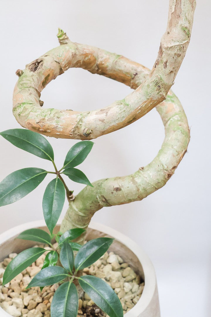 【チュピタンサス】スタイリッシュなPOT！沖縄で育てられた存在感のある樹形！この樹形はなかなか出会えませんよ！