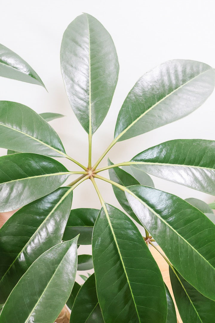 【チュピタンサス】スタイリッシュなPOT！沖縄で育てられた存在感のある樹形！この樹形はなかなか出会えませんよ！