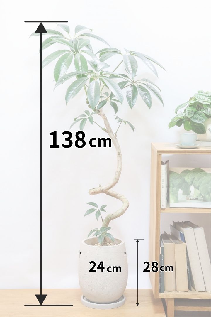 【チュピタンサス】スタイリッシュなPOT！沖縄で育てられた存在感のある樹形！この樹形はなかなか出会えませんよ！