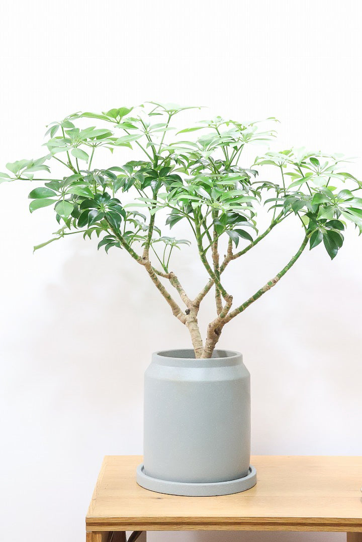 【シェフレラ スモールグリーン】APEGOでは初入荷の品種！生産者さんのハウスでたまたま見かけたかわいい過ぎる品種なんです！