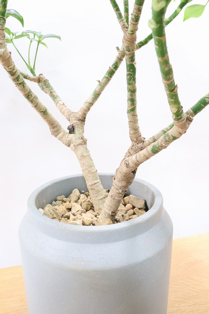 【シェフレラ スモールグリーン】APEGOでは初入荷の品種！生産者さんのハウスでたまたま見かけたかわいい過ぎる品種なんです！