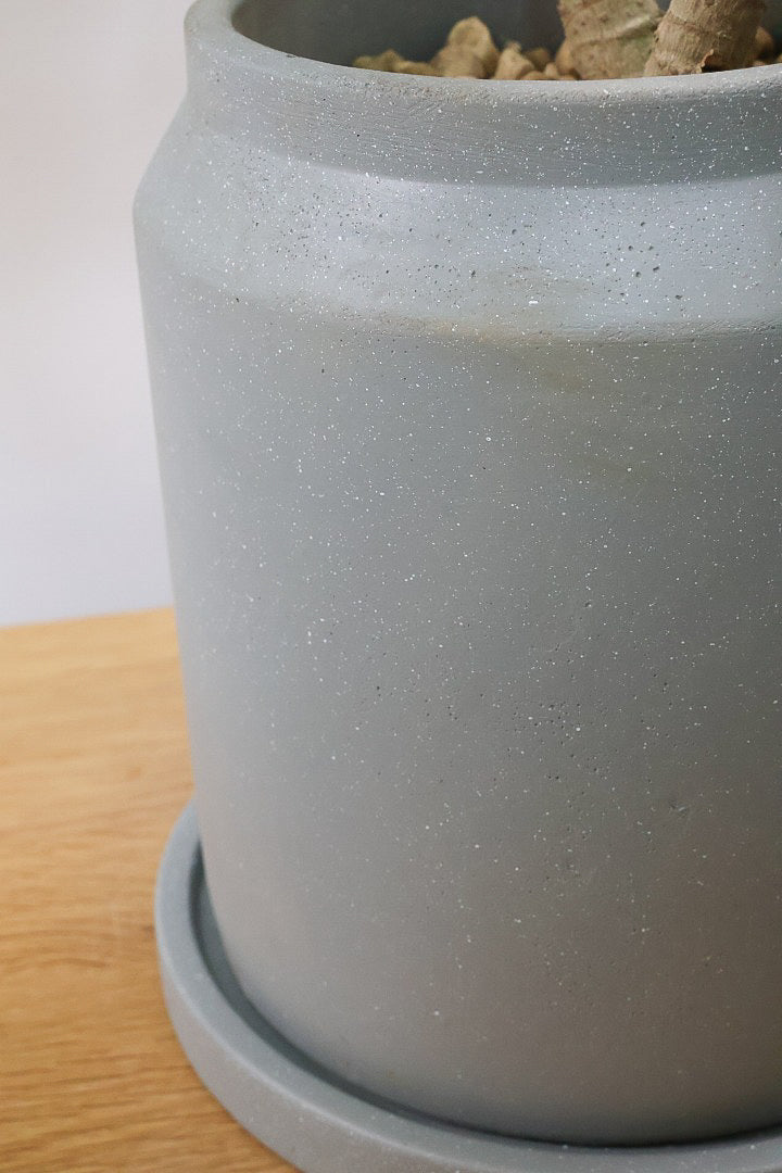 【シェフレラ スモールグリーン】APEGOでは初入荷の品種！生産者さんのハウスでたまたま見かけたかわいい過ぎる品種なんです！