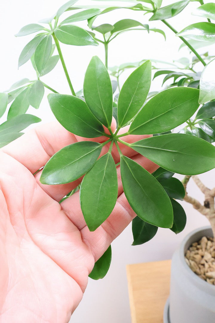 【シェフレラ スモールグリーン】APEGOでは初入荷の品種！生産者さんのハウスでたまたま見かけたかわいい過ぎる品種なんです！