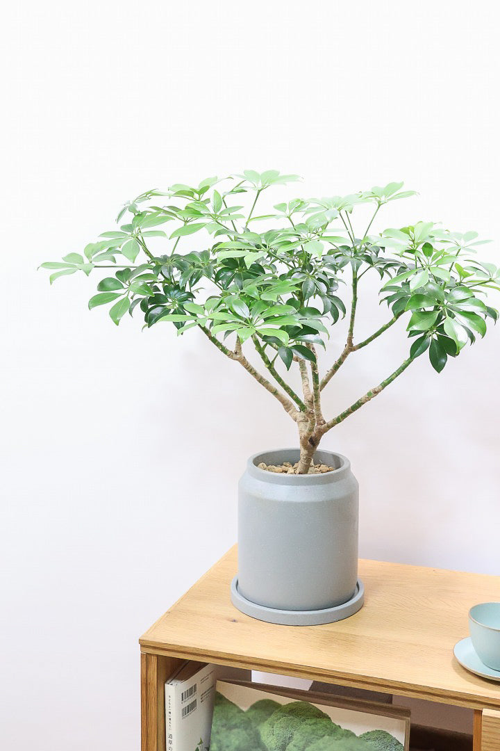 【シェフレラ スモールグリーン】APEGOでは初入荷の品種！生産者さんのハウスでたまたま見かけたかわいい過ぎる品種なんです！