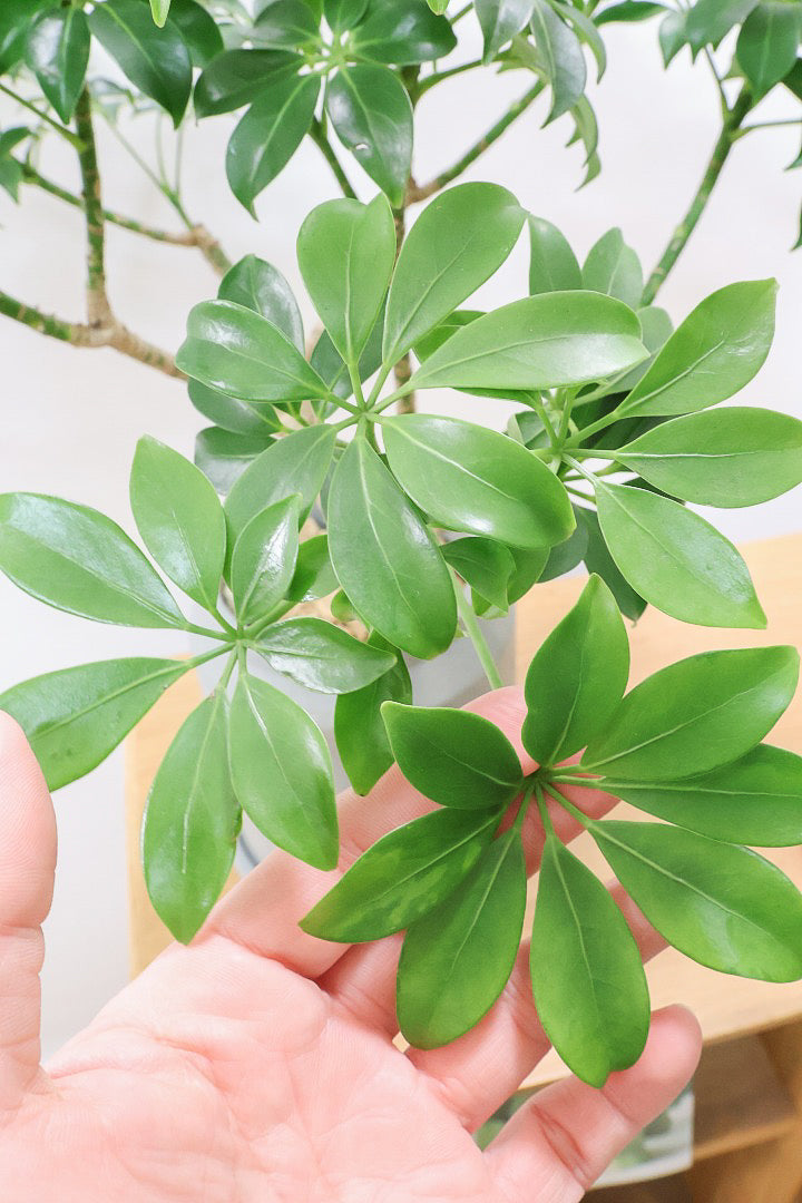 【シェフレラ スモールグリーン】APEGOでは初入荷の品種！生産者さんのハウスでたまたま見かけたかわいい過ぎる品種なんです！