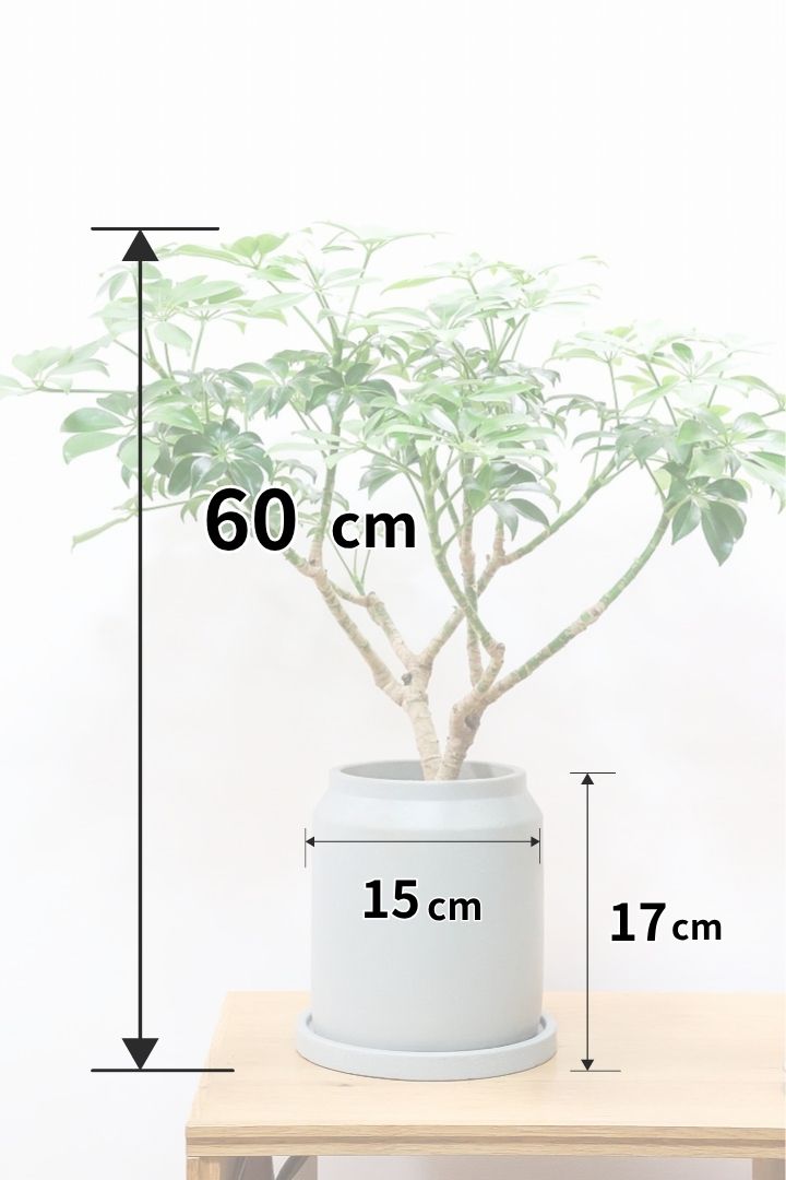 【シェフレラ スモールグリーン】APEGOでは初入荷の品種！生産者さんのハウスでたまたま見かけたかわいい過ぎる品種なんです！