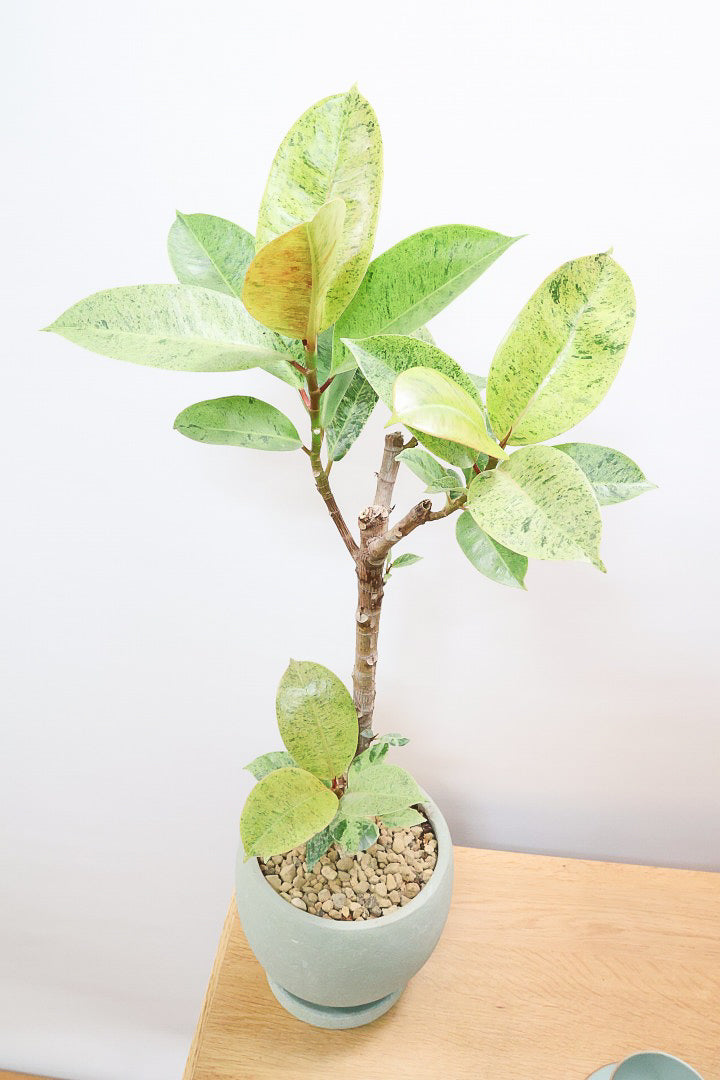 【フィカス ジン】この樹形は今回がラスト！しっかりとした幹に仕上げました！POTとのバランスもとてもイイ感じだと思います！