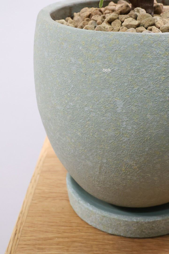 【フィカス ジン】この樹形は今回がラスト！しっかりとした幹に仕上げました！POTとのバランスもとてもイイ感じだと思います！