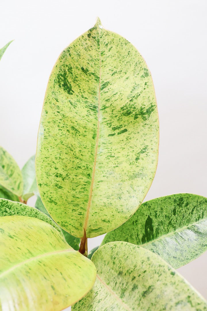 【フィカス ジン】この樹形は今回がラスト！しっかりとした幹に仕上げました！POTとのバランスもとてもイイ感じだと思います！